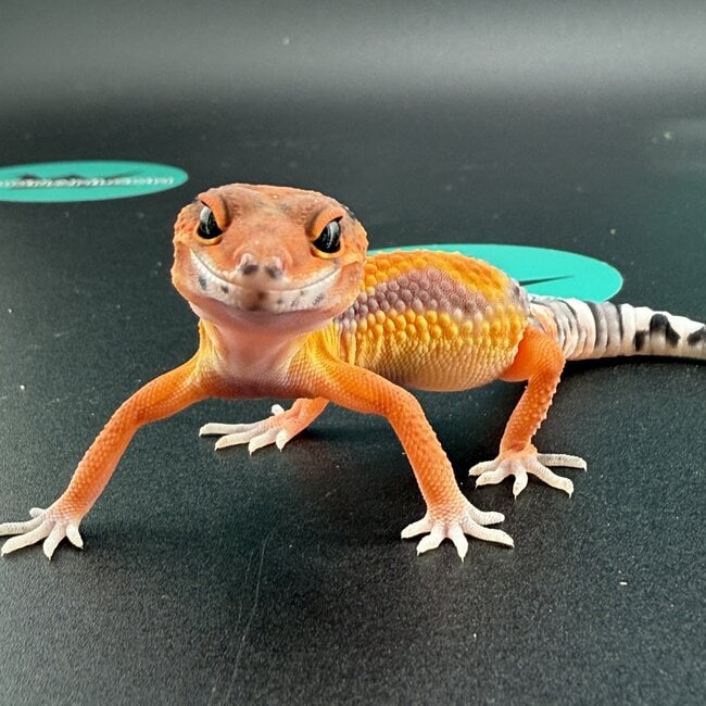 High Red Blood Emerine Leopard Gecko