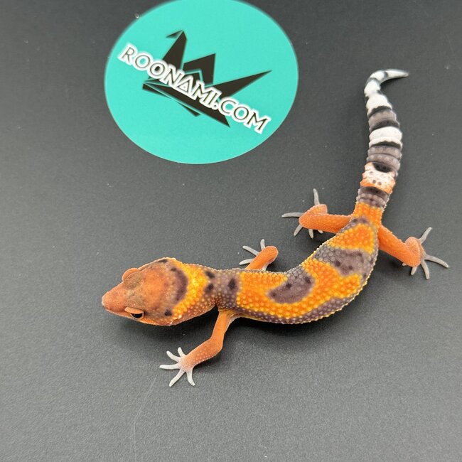 High Red Blood Emerine Leopard Gecko