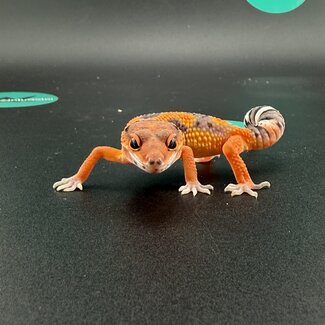 High Red Blood Emerine Leopard Gecko