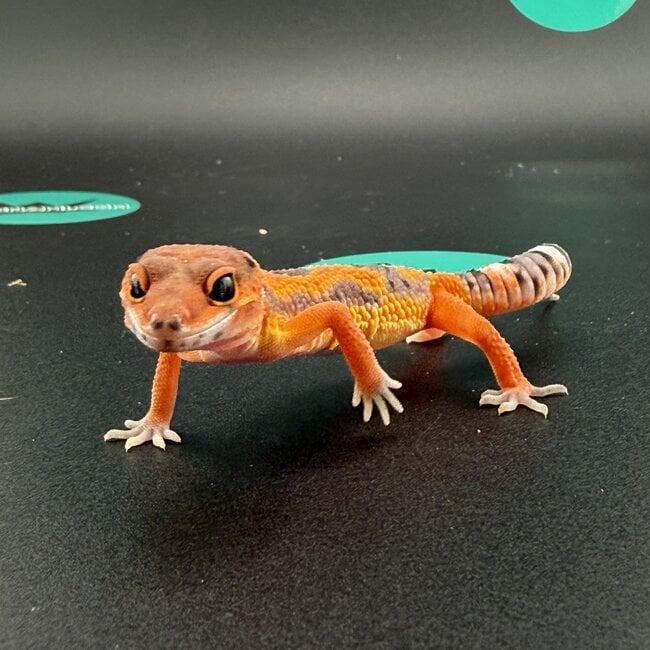 High Red Blood Emerine Leopard Gecko