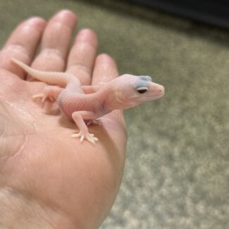Albino Super Snow Leopard Gecko