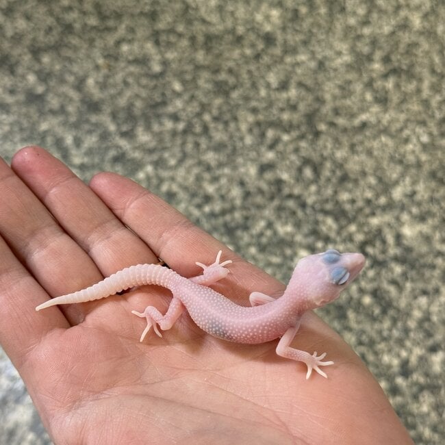 Albino Super Snow Leopard Gecko