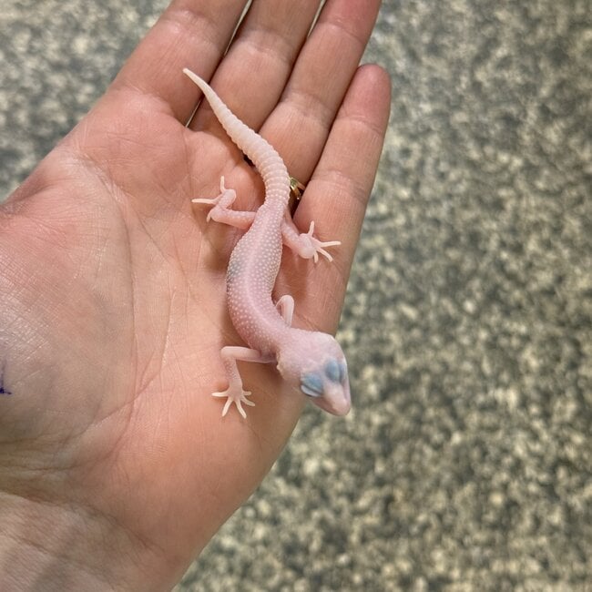 Albino Super Snow Leopard Gecko