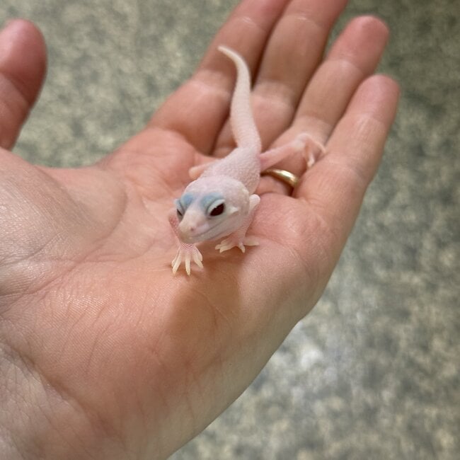 Albino Super Snow Leopard Gecko