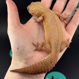 Tremper Melanistic Leopard Gecko Female