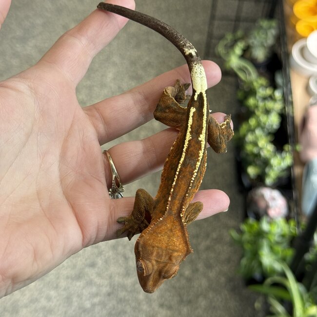 Cappuccino Crested Gecko