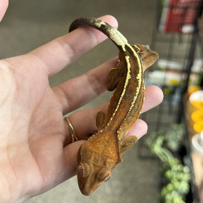 Cappuccino Crested Gecko