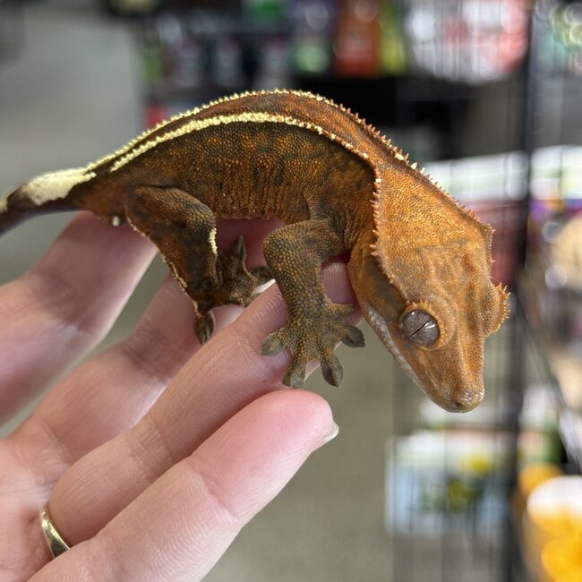 Cappuccino Crested Gecko