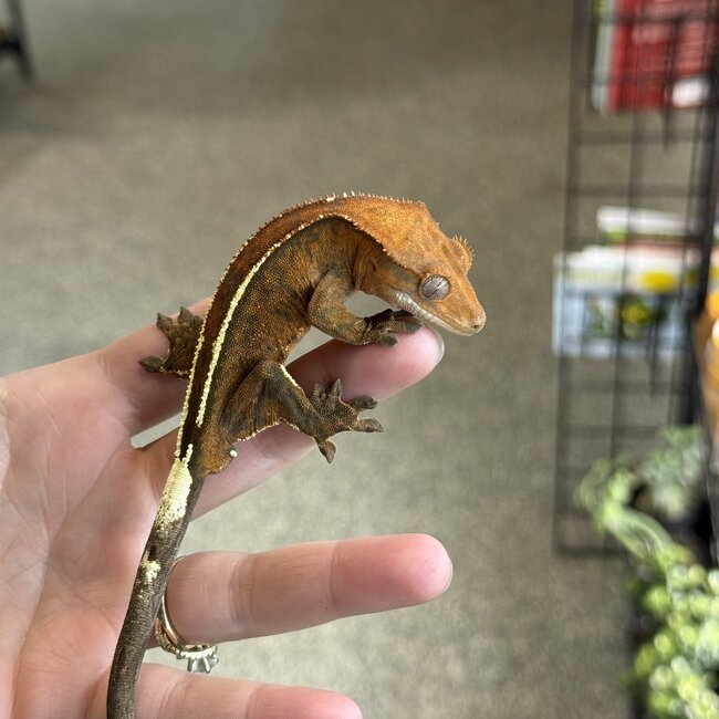 Cappuccino Crested Gecko