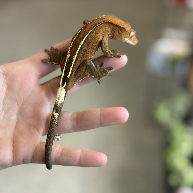 Cappuccino Crested Gecko