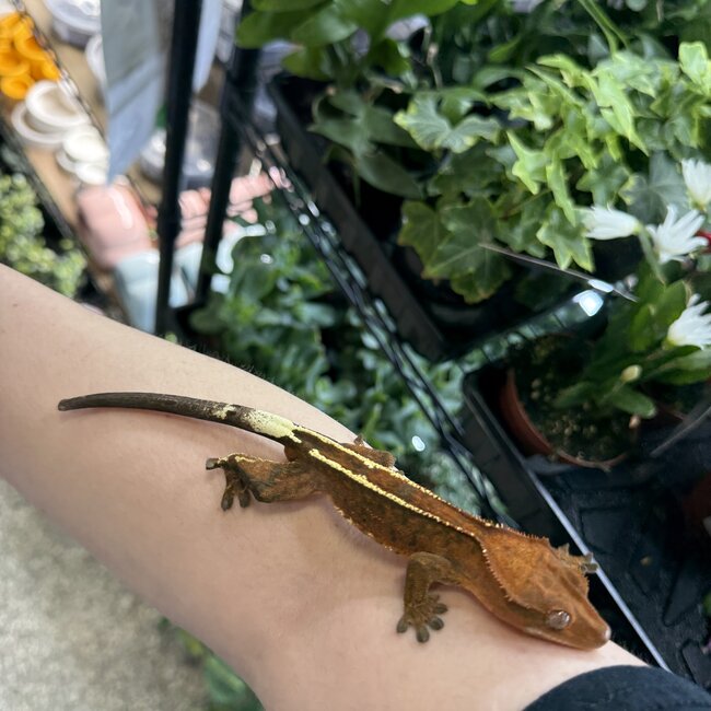 Cappuccino Crested Gecko