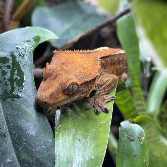 Cappuccino Crested Gecko