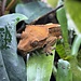 Cappuccino Crested Gecko