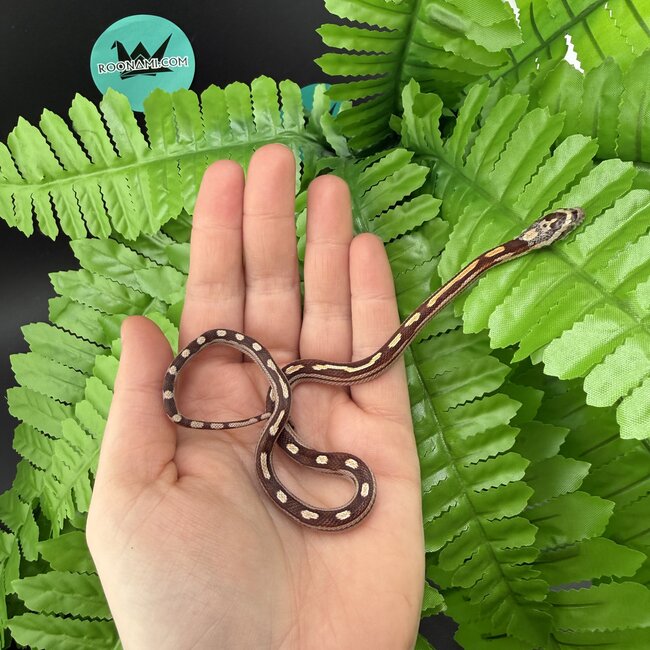 Motley Corn Snake