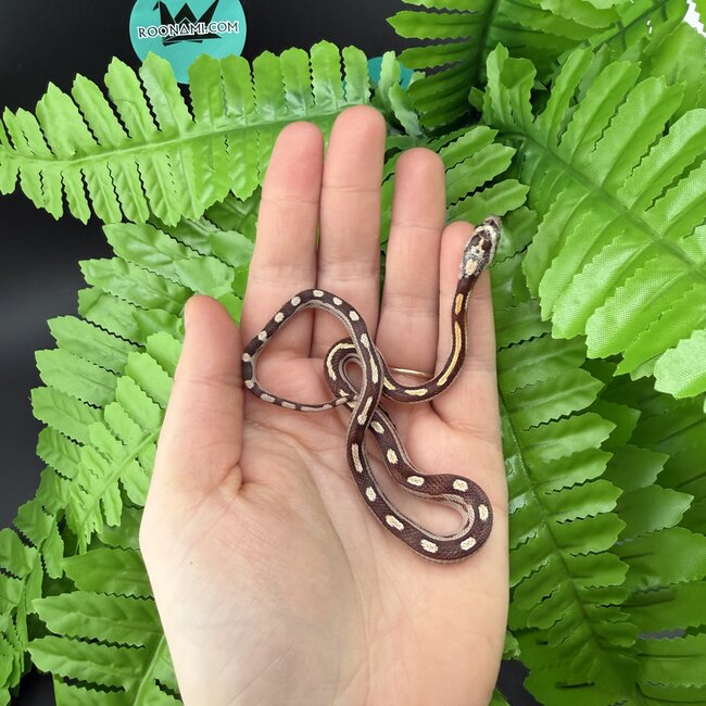 Motley Corn Snake