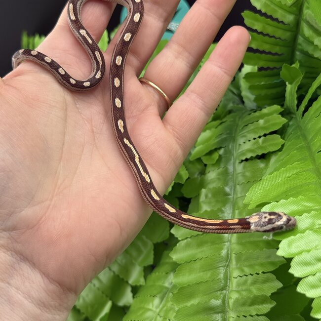 Motley Corn Snake