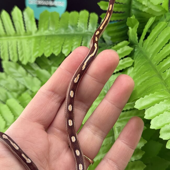 Motley Corn Snake