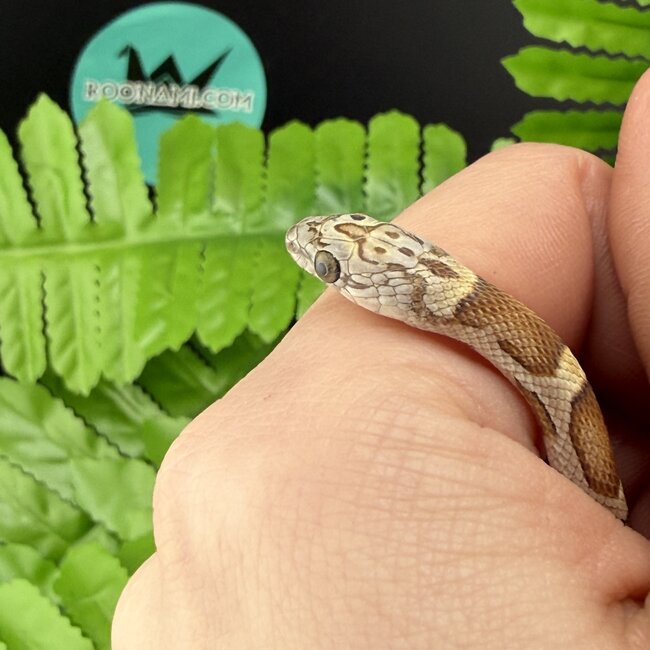 Honey Corn Snake