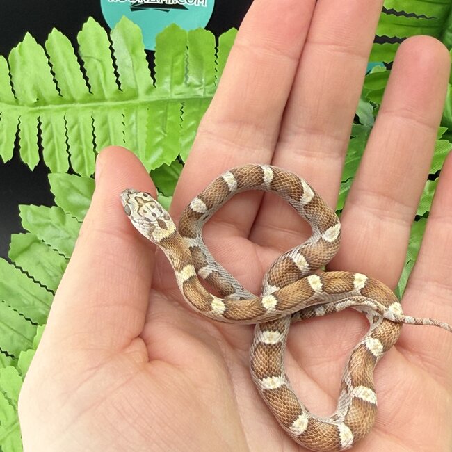 Honey Corn Snake