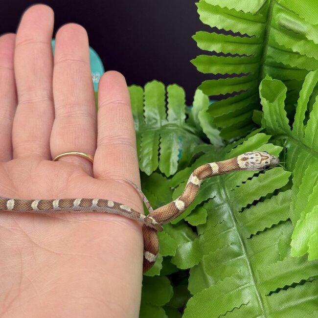 Honey Corn Snake