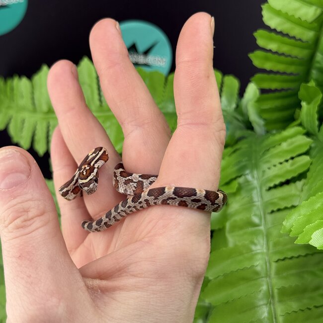 Normal Corn Snake