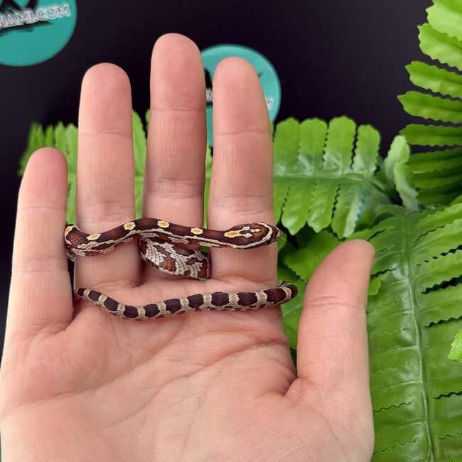Normal Corn Snake