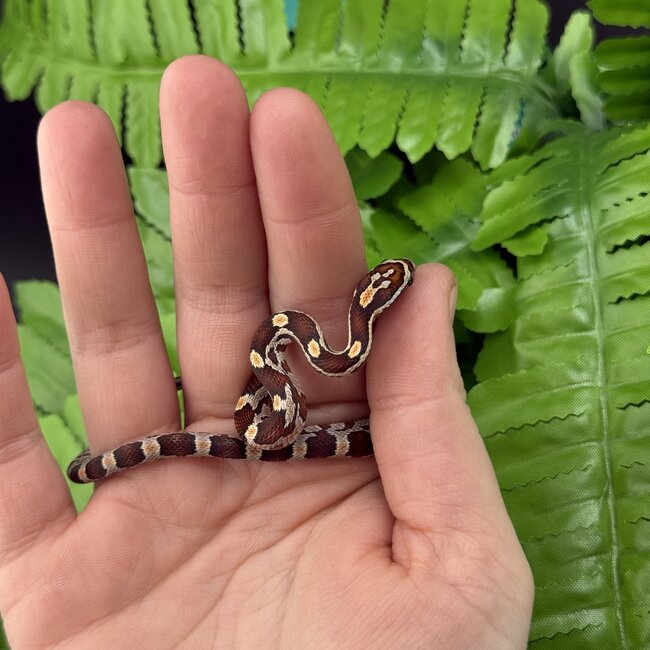 Normal Corn Snake