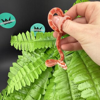 Albino Motley Cornsnake 'A'