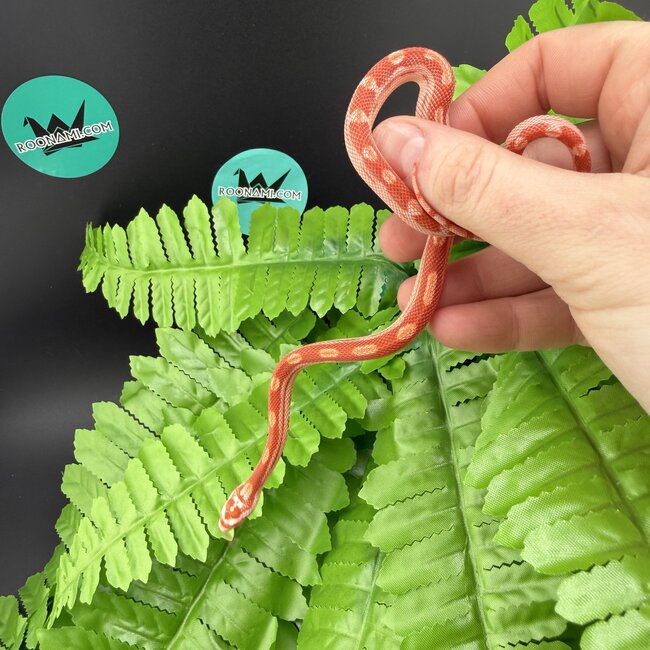 Albino Motley Cornsnake 'A'