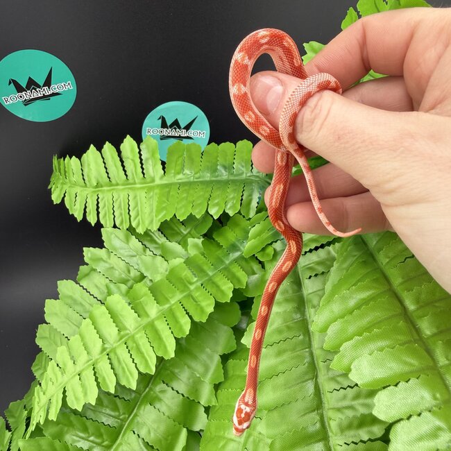 Albino Motley Cornsnake 'A'