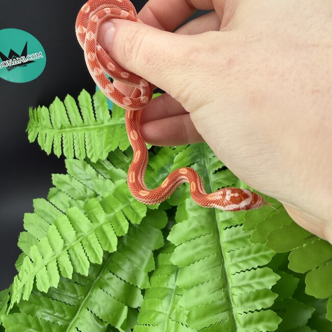 Albino Motley Cornsnake 'A'