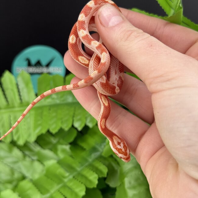 Albino Motley Cornsnake 'C'