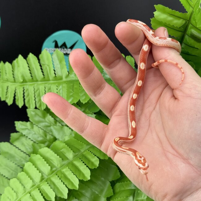 Albino Motley Cornsnake 'C'