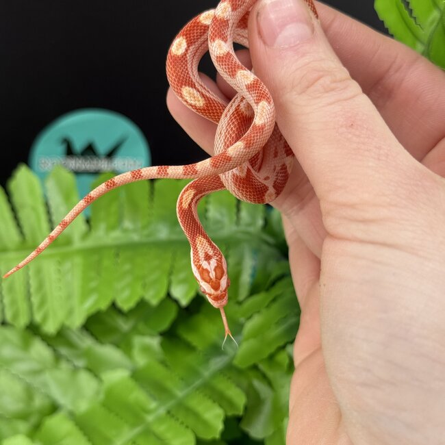 Albino Motley Cornsnake 'C'