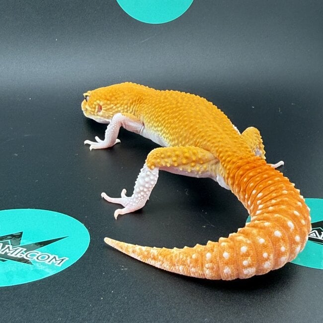 Tangerine Eclipse Leopard Gecko