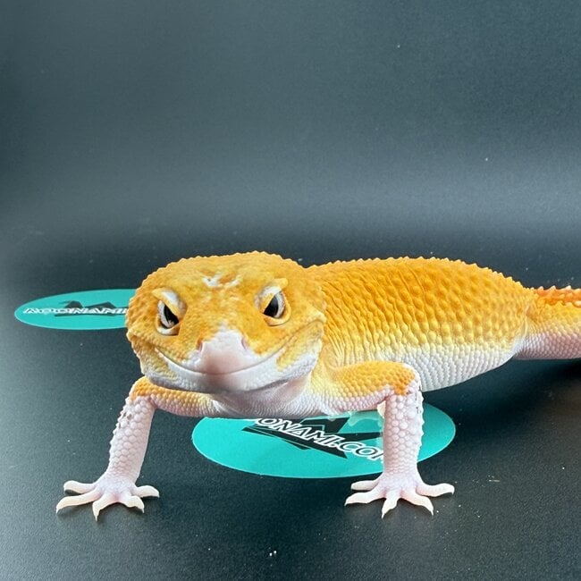 Tangerine Eclipse Leopard Gecko