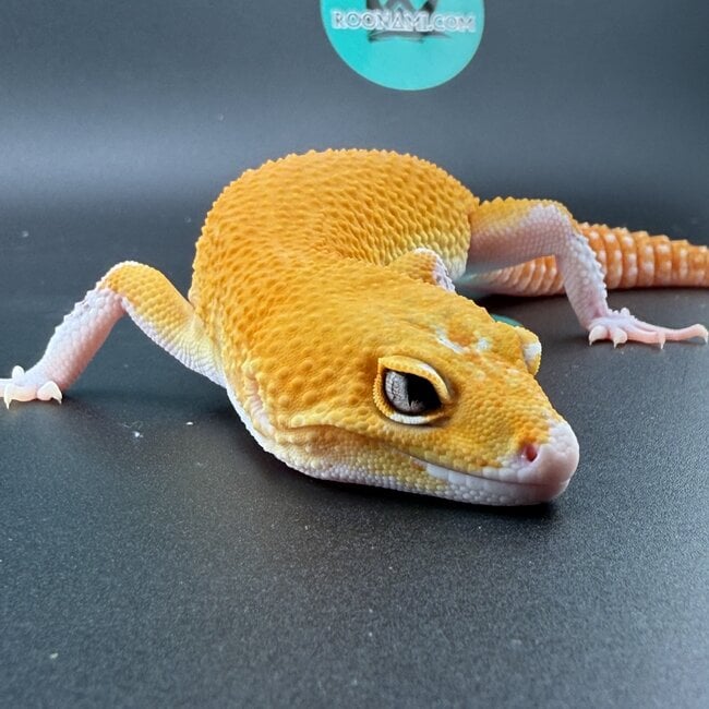 Tangerine Eclipse Leopard Gecko