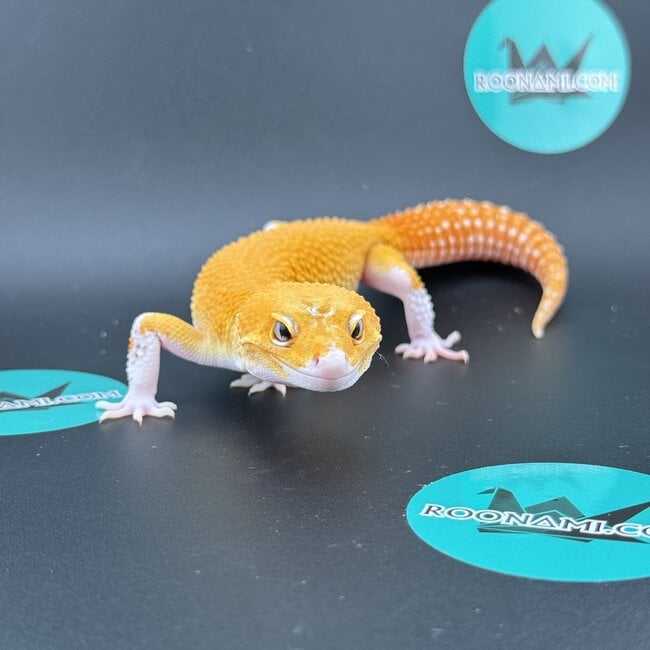 Tangerine Eclipse Leopard Gecko