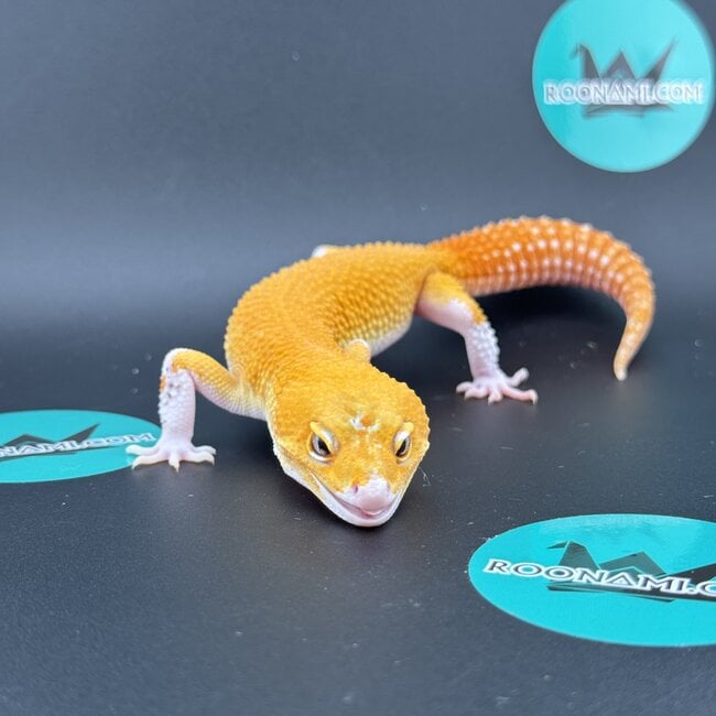 Tangerine Eclipse Leopard Gecko