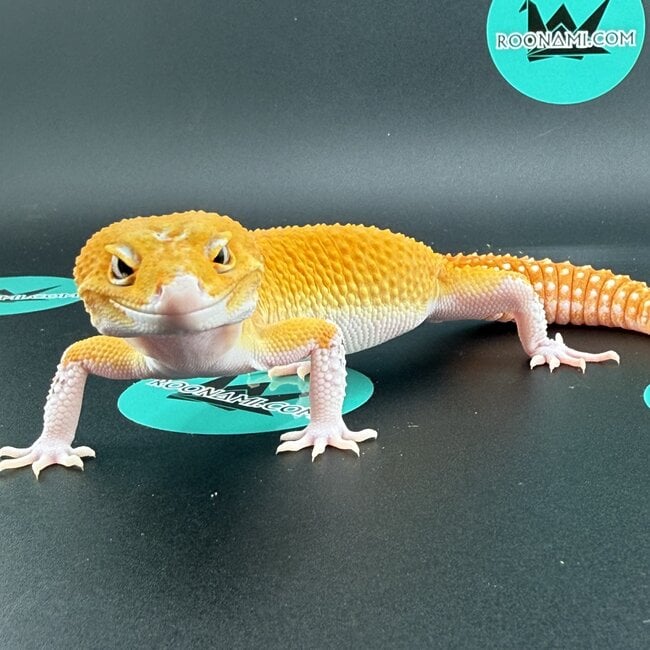Tangerine Eclipse Leopard Gecko