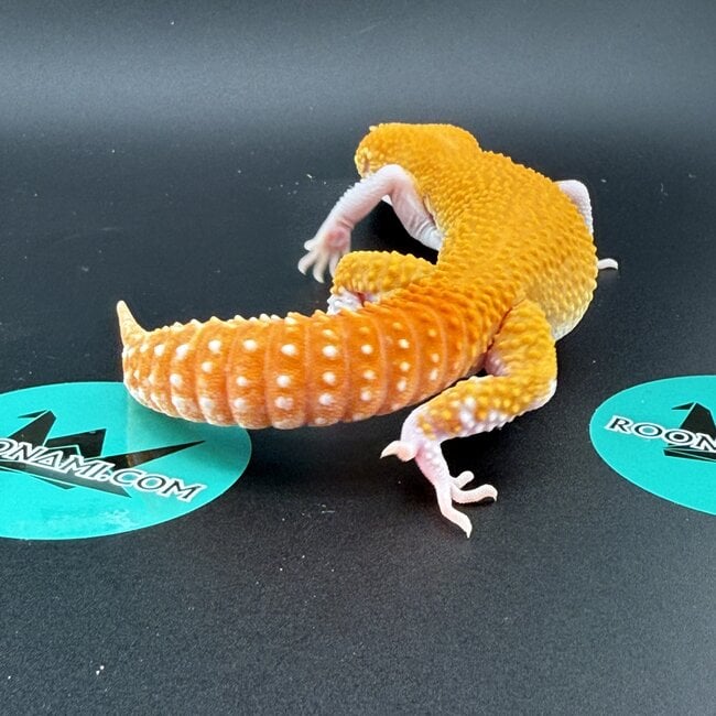 Tangerine Eclipse Leopard Gecko