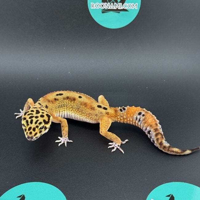 Bold Melanistic Tangerine Leopard Gecko