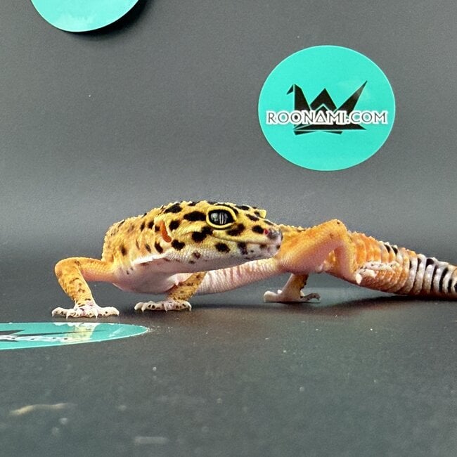 Bold Melanistic Tangerine Leopard Gecko