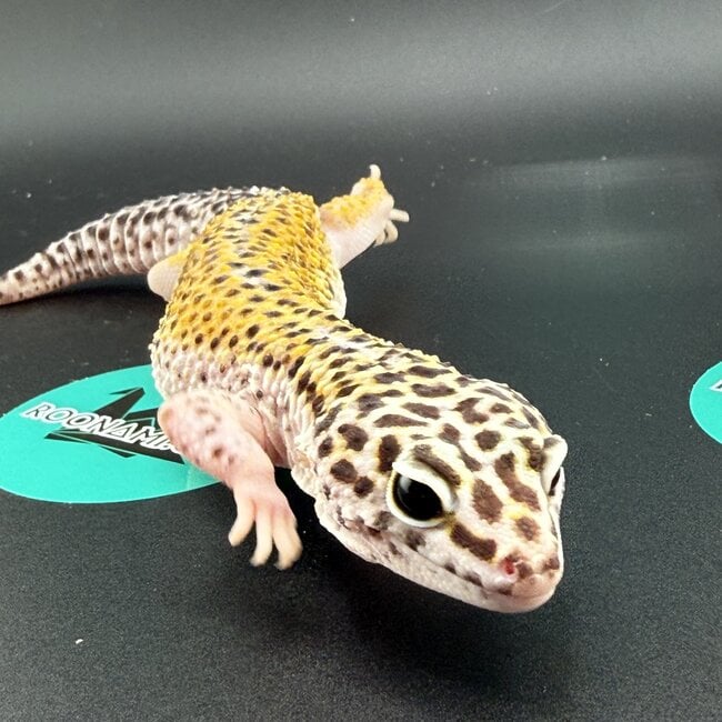 Cipher het Tremper Female Leopard Gecko