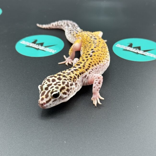 Cipher het Tremper Female Leopard Gecko