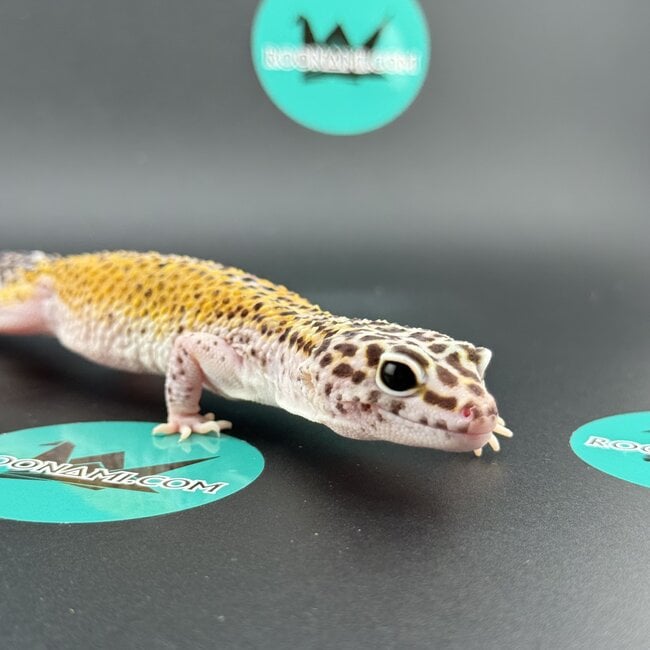Cipher het Tremper Female Leopard Gecko