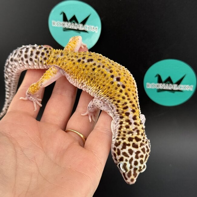 Cipher het Tremper Female Leopard Gecko