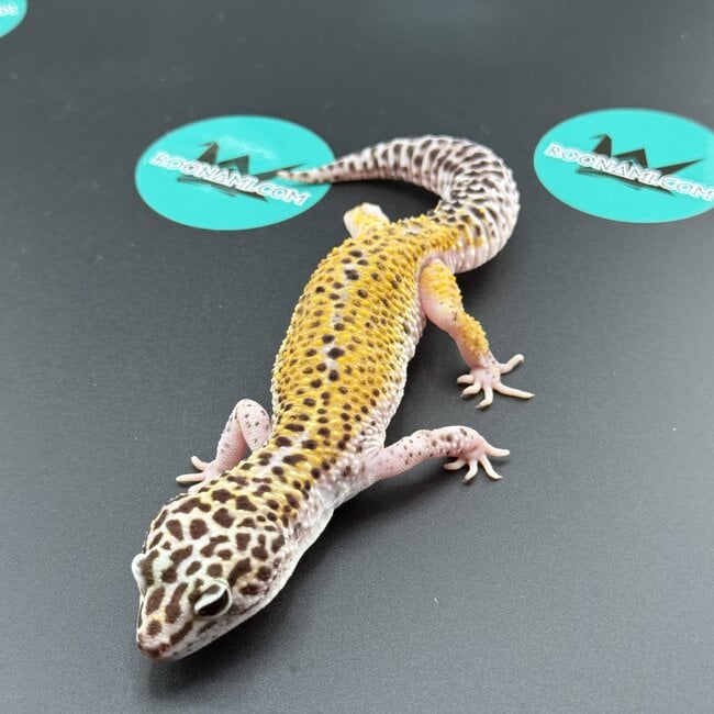 Cipher het Tremper Female Leopard Gecko