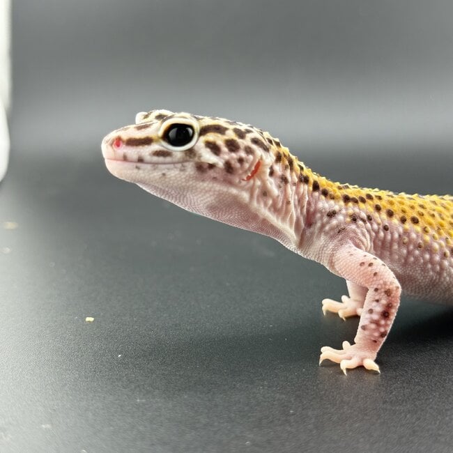 Cipher het Tremper Female Leopard Gecko