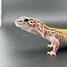 Cipher het Tremper Female Leopard Gecko